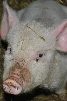 Bacon sliced